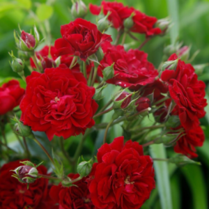 Crimson Pixie®